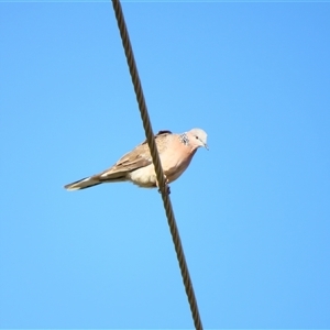 Spilopelia chinensis (Spotted Dove) at Goolwa, SA by MB