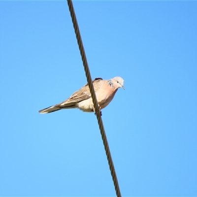 Spilopelia chinensis (Spotted Dove) at Goolwa, SA - 29 Oct 2024 by MB