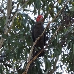 Callocephalon fimbriatum (Gang-gang Cockatoo) at Symonston, ACT - 7 Nov 2024 by Mike