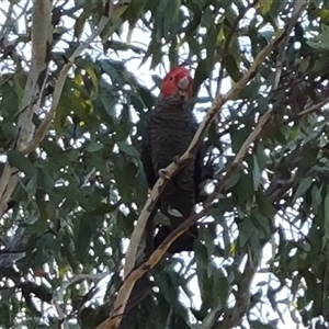 Callocephalon fimbriatum at Symonston, ACT - suppressed