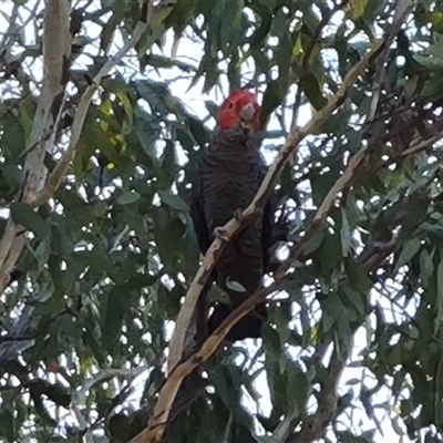 Callocephalon fimbriatum (Gang-gang Cockatoo) at Symonston, ACT - 7 Nov 2024 by Mike