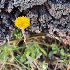 Leptorhynchos squamatus at Symonston, ACT - 8 Nov 2024