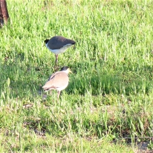 Vanellus miles (Masked Lapwing) at Goolwa, SA by MB