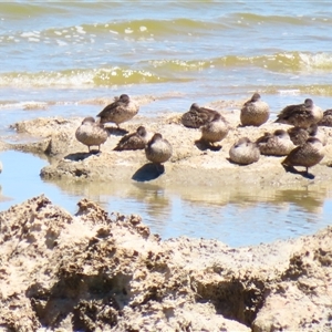 Anas gracilis (Grey Teal) at Coorong, SA by MB