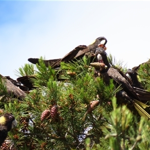 Zanda funerea (Yellow-tailed Black-Cockatoo) at Robe, SA by MB