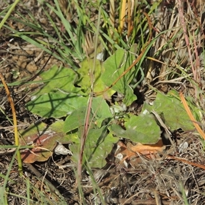 Cymbonotus sp. (preissianus or lawsonianus) at Barton, ACT - 3 Nov 2024