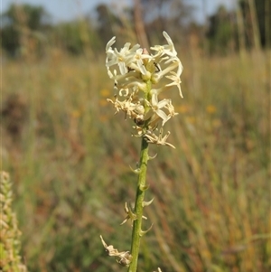 Stackhousia monogyna at Barton, ACT - 3 Nov 2024 03:55 PM