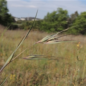 Themeda triandra at Barton, ACT - 3 Nov 2024