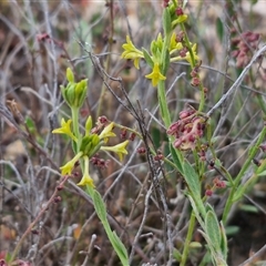 Pimelea curviflora (Curved Rice-flower) at Yarra, NSW - 8 Nov 2024 by trevorpreston