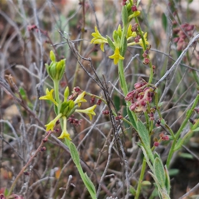 Pimelea curviflora (Curved Rice-flower) at Yarra, NSW - 8 Nov 2024 by trevorpreston