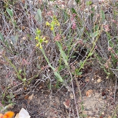 Pimelea curviflora at Yarra, NSW - 8 Nov 2024 07:31 AM