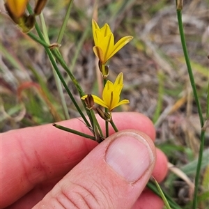 Tricoryne elatior at Chapman, ACT - 7 Nov 2024 06:08 PM