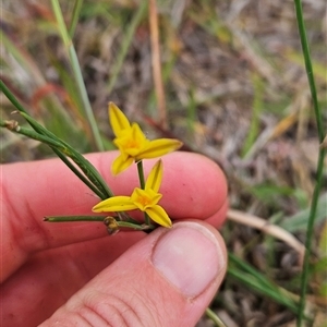 Tricoryne elatior at Chapman, ACT - 7 Nov 2024 06:08 PM