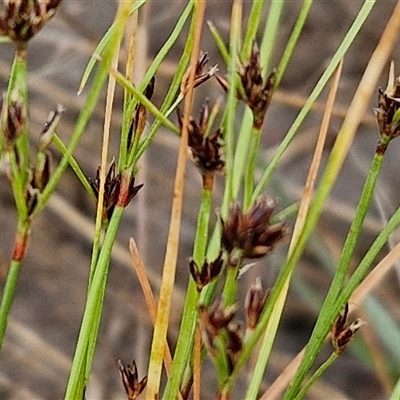 Schoenus apogon (Common Bog Sedge) at Yarra, NSW - 7 Nov 2024 by trevorpreston