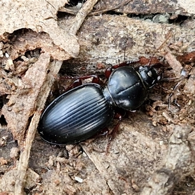 Eurylychnus blagravei (A Carab beetle) at Yarra, NSW - 8 Nov 2024 by trevorpreston