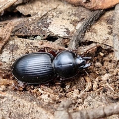 Eurylychnus blagravei at Yarra, NSW - 8 Nov 2024