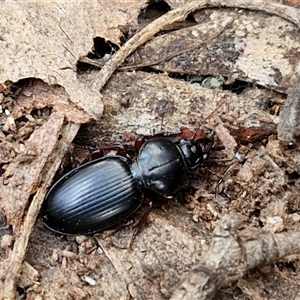 Eurylychnus blagravei at Yarra, NSW - 8 Nov 2024