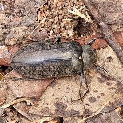Pachycoelia sp. (genus) (A darkling beetle) at Yarra, NSW - 8 Nov 2024 by trevorpreston