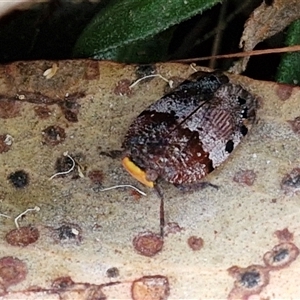 Platybrachys decemmacula at Yarra, NSW - 8 Nov 2024