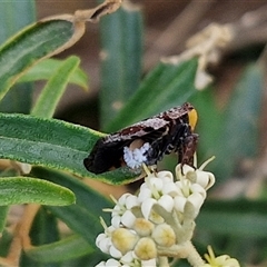 Platybrachys decemmacula at Yarra, NSW - 8 Nov 2024