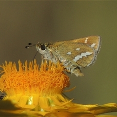 Taractrocera papyria (White-banded Grass-dart) at Barton, ACT - 3 Nov 2024 by MichaelBedingfield