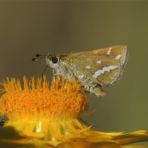 Taractrocera papyria at Barton, ACT - 3 Nov 2024