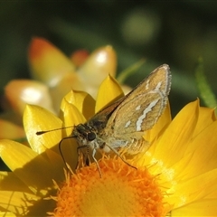 Taractrocera papyria at Barton, ACT - 3 Nov 2024