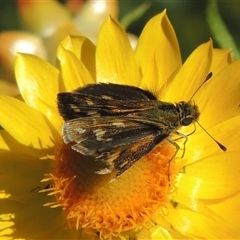 Taractrocera papyria at Barton, ACT - 3 Nov 2024