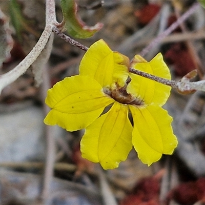 Goodenia hederacea subsp. hederacea (Ivy Goodenia, Forest Goodenia) at Yarra, NSW - 8 Nov 2024 by trevorpreston