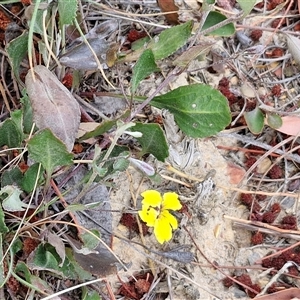 Goodenia hederacea subsp. hederacea at Yarra, NSW - 8 Nov 2024