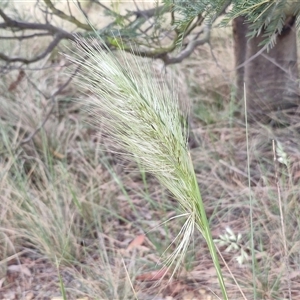 Austrostipa densiflora at Yarra, NSW - 8 Nov 2024 07:16 AM