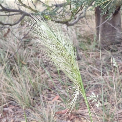 Austrostipa densiflora (Foxtail Speargrass) at Yarra, NSW - 7 Nov 2024 by trevorpreston