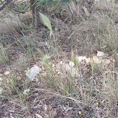 Austrostipa densiflora at Yarra, NSW - 8 Nov 2024 07:16 AM