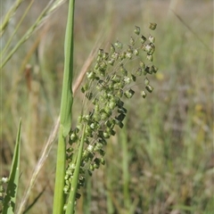 Briza minor (Shivery Grass) at Barton, ACT - 3 Nov 2024 by MichaelBedingfield