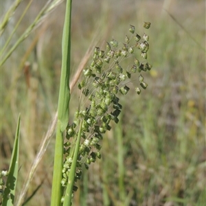 Briza minor at Barton, ACT - 3 Nov 2024