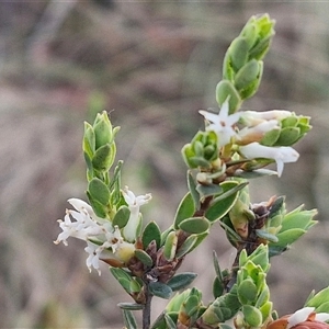 Brachyloma daphnoides at Yarra, NSW - 8 Nov 2024 07:15 AM