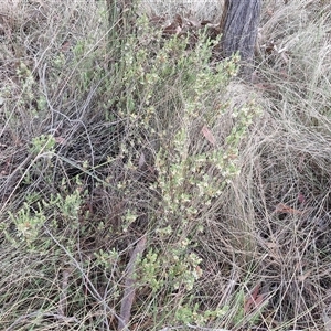 Brachyloma daphnoides at Yarra, NSW - 8 Nov 2024 07:15 AM