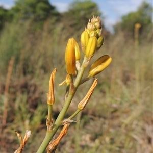 Bulbine bulbosa at Barton, ACT - 3 Nov 2024 04:15 PM