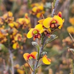 Dillwynia sericea (Egg And Bacon Peas) at Yarra, NSW - 7 Nov 2024 by trevorpreston