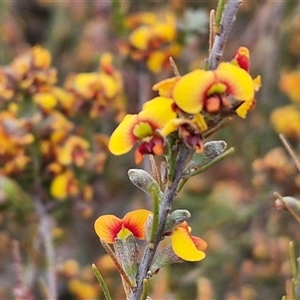 Dillwynia sericea at Yarra, NSW - 8 Nov 2024