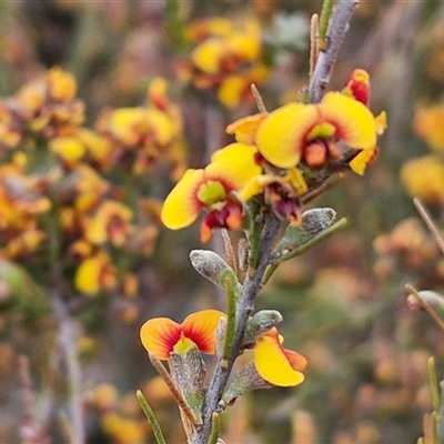 Dillwynia sericea (Egg And Bacon Peas) at Yarra, NSW - 8 Nov 2024 by trevorpreston