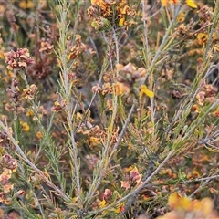 Dillwynia sericea at Yarra, NSW - 8 Nov 2024 07:14 AM