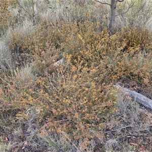 Dillwynia sericea at Yarra, NSW - 8 Nov 2024 07:14 AM