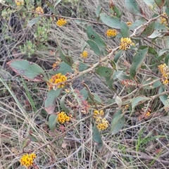 Daviesia latifolia at Yarra, NSW - 8 Nov 2024 07:14 AM