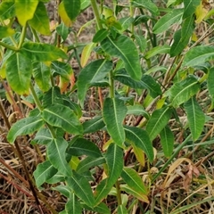 Euphorbia oblongata at Yarra, NSW - 8 Nov 2024