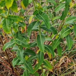 Euphorbia oblongata at Yarra, NSW - 8 Nov 2024