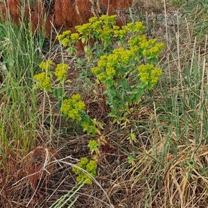 Euphorbia oblongata at Yarra, NSW - 8 Nov 2024