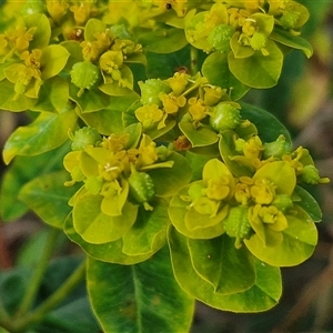 Euphorbia oblongata at Yarra, NSW - 8 Nov 2024