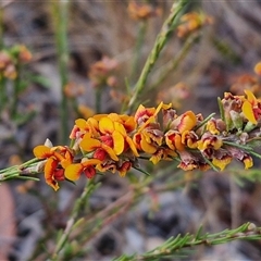 Dillwynia sericea (Egg And Bacon Peas) at Yarra, NSW - 8 Nov 2024 by trevorpreston