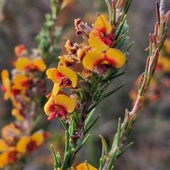 Dillwynia sericea at Yarra, NSW - 8 Nov 2024 07:08 AM